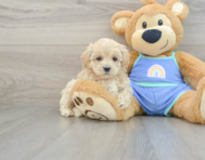 8 week old Maltipoo Puppy For Sale - Florida Fur Babies