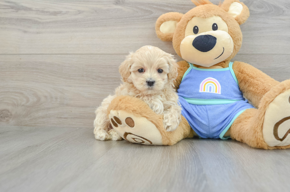 6 week old Maltipoo Puppy For Sale - Florida Fur Babies