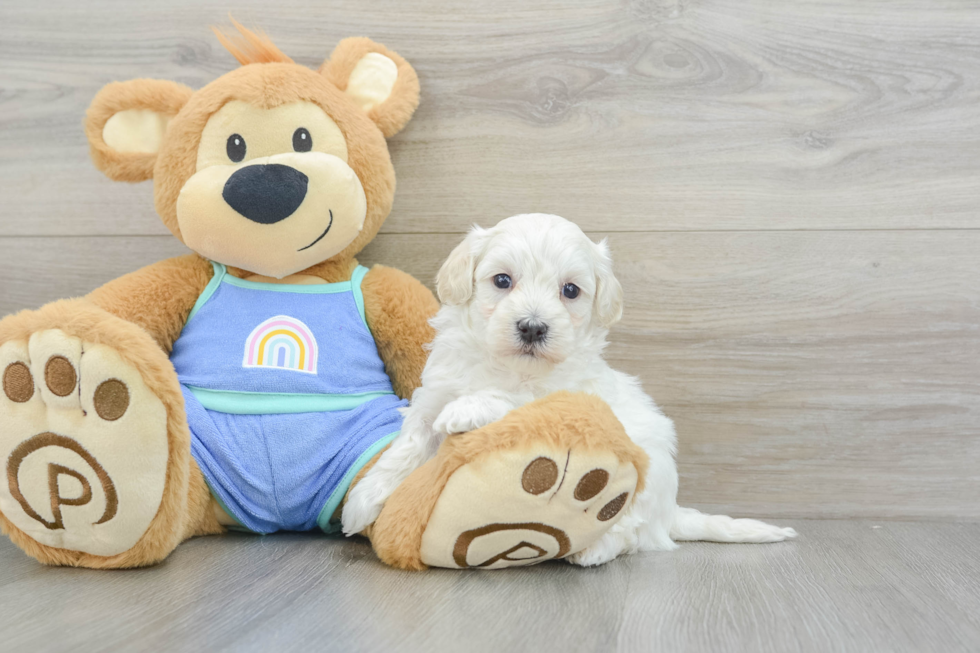 Maltipoo Pup Being Cute