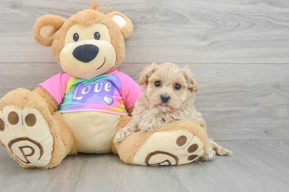 6 week old Maltipoo Puppy For Sale - Florida Fur Babies