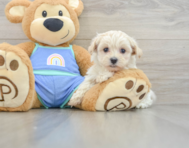 8 week old Maltipoo Puppy For Sale - Florida Fur Babies