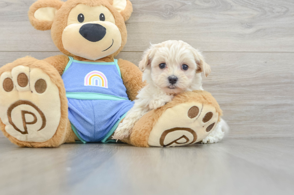 5 week old Maltipoo Puppy For Sale - Florida Fur Babies