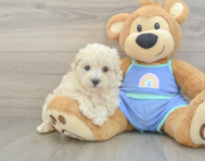 8 week old Maltipoo Puppy For Sale - Florida Fur Babies