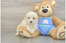 Maltipoo Pup Being Cute