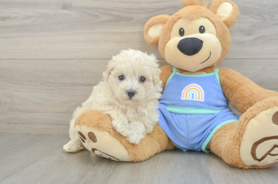 Maltipoo Pup Being Cute