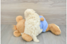 Petite Maltipoo Poodle Mix Pup