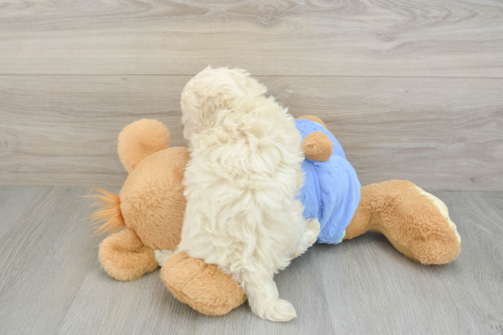 Petite Maltipoo Poodle Mix Pup