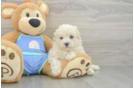 Maltipoo Puppy for Adoption