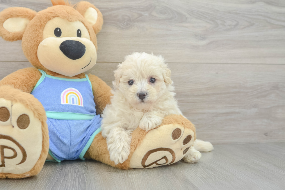 Maltipoo Puppy for Adoption