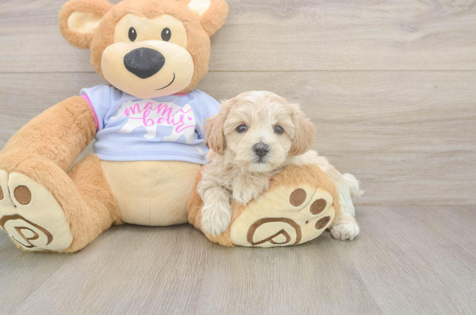 5 week old Maltipoo Puppy For Sale - Florida Fur Babies