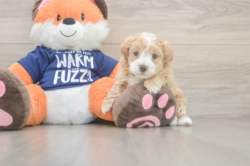 5 week old Maltipoo Puppy For Sale - Florida Fur Babies