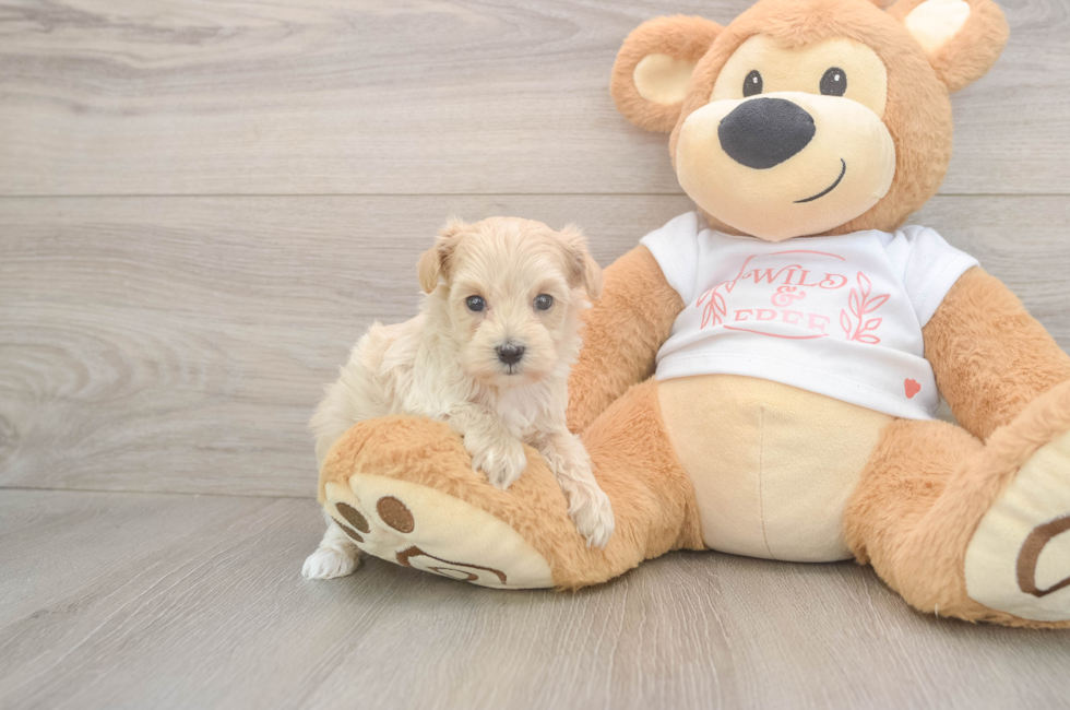 5 week old Maltipoo Puppy For Sale - Florida Fur Babies