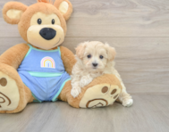 9 week old Maltipoo Puppy For Sale - Florida Fur Babies