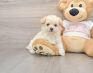 8 week old Maltipoo Puppy For Sale - Florida Fur Babies