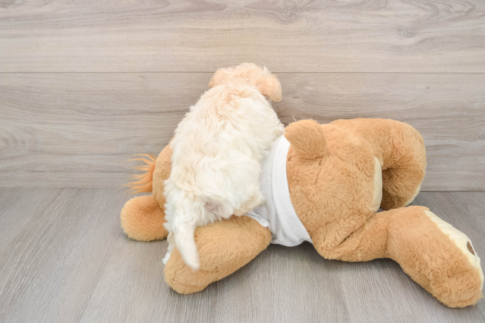 Maltipoo Pup Being Cute