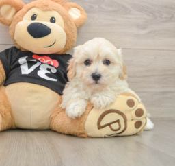 8 week old Maltipoo Puppy For Sale - Florida Fur Babies
