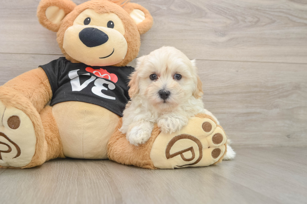 Happy Maltipoo Baby