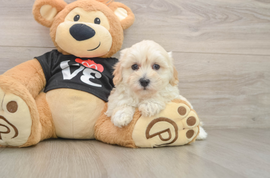 Happy Maltipoo Baby