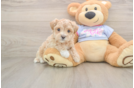Best Maltipoo Baby