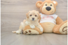 Maltipoo Pup Being Cute