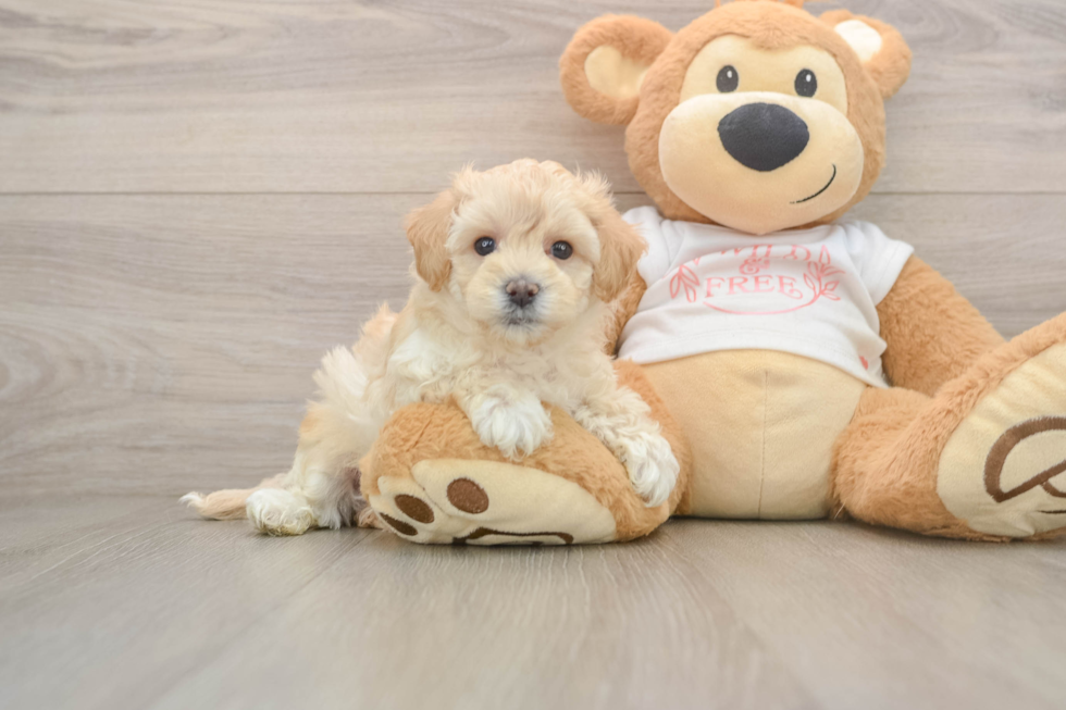 Maltipoo Pup Being Cute