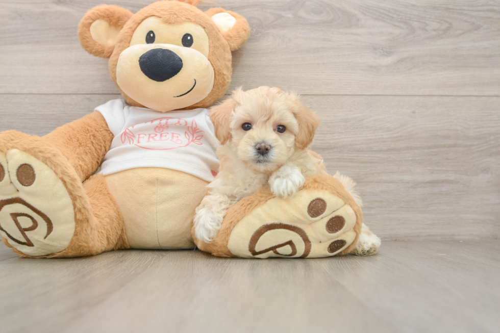 Hypoallergenic Malt Oodle Poodle Mix Puppy