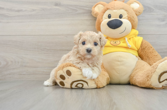 Little Moodle Poodle Mix Puppy