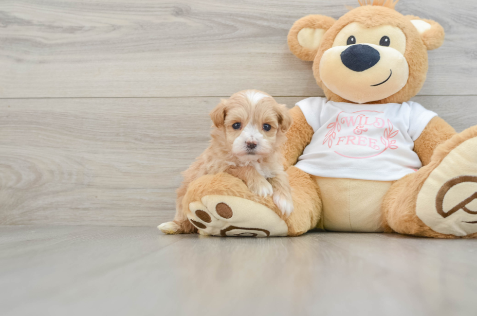 5 week old Maltipoo Puppy For Sale - Florida Fur Babies