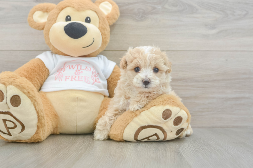 5 week old Maltipoo Puppy For Sale - Florida Fur Babies
