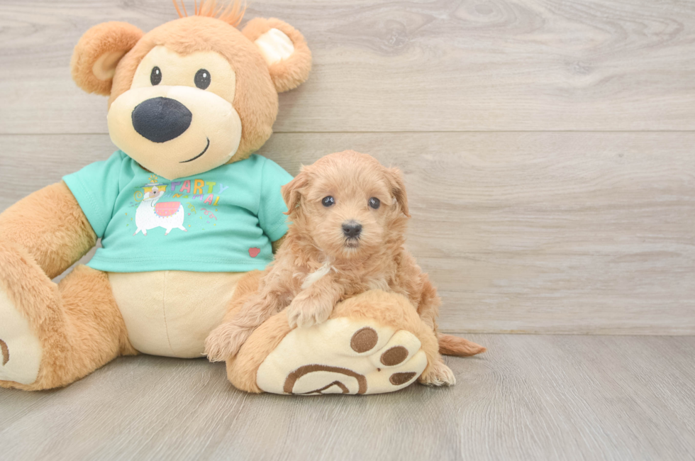 6 week old Maltipoo Puppy For Sale - Florida Fur Babies