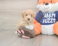 7 week old Maltipoo Puppy For Sale - Florida Fur Babies
