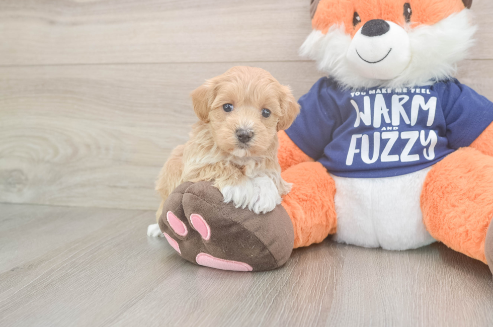 5 week old Maltipoo Puppy For Sale - Florida Fur Babies
