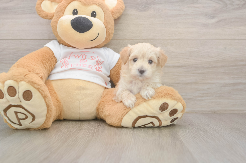 5 week old Maltipoo Puppy For Sale - Florida Fur Babies