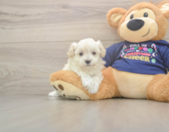 8 week old Maltipoo Puppy For Sale - Florida Fur Babies