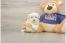 Petite Maltipoo Poodle Mix Pup