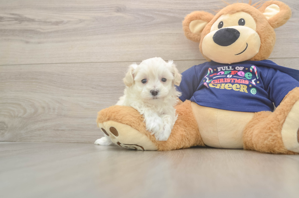 5 week old Maltipoo Puppy For Sale - Florida Fur Babies