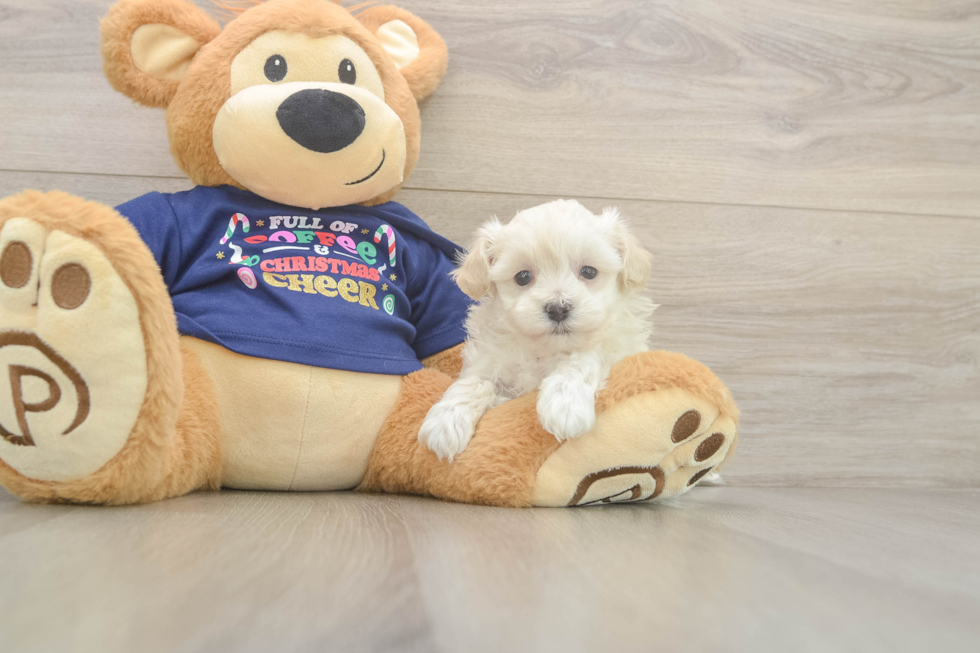 Best Maltipoo Baby