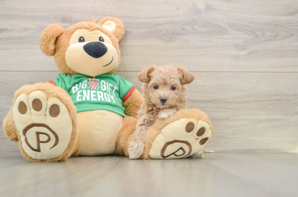 6 week old Maltipoo Puppy For Sale - Florida Fur Babies