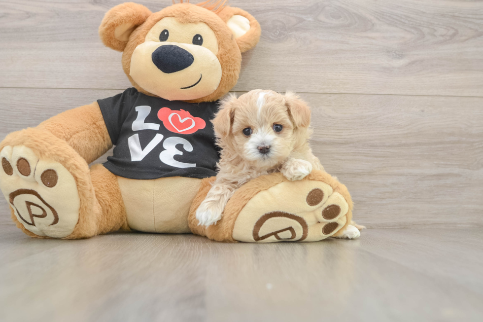 Playful Maltepoo Poodle Mix Puppy