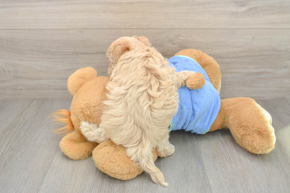 Funny Maltipoo Poodle Mix Pup