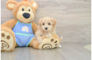 Sweet Maltipoo Baby