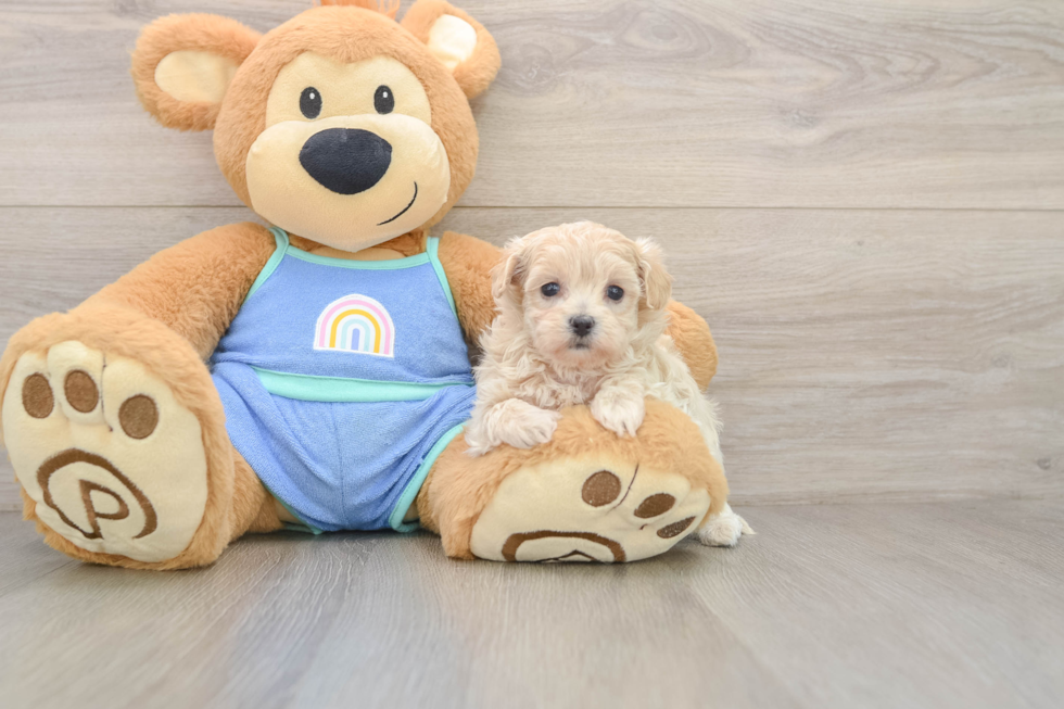 Fluffy Maltipoo Poodle Mix Pup