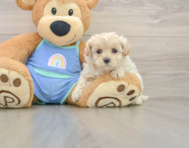 8 week old Maltipoo Puppy For Sale - Florida Fur Babies