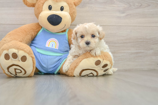 Cute Maltipoo Baby