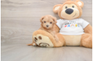Maltipoo Pup Being Cute