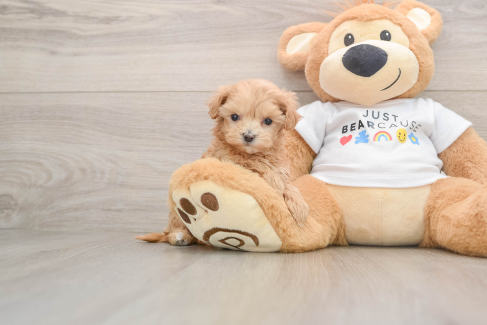 Maltipoo Pup Being Cute
