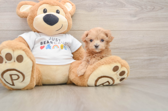 Best Maltipoo Baby