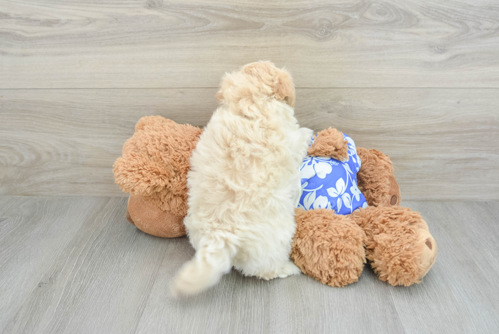 Maltipoo Pup Being Cute