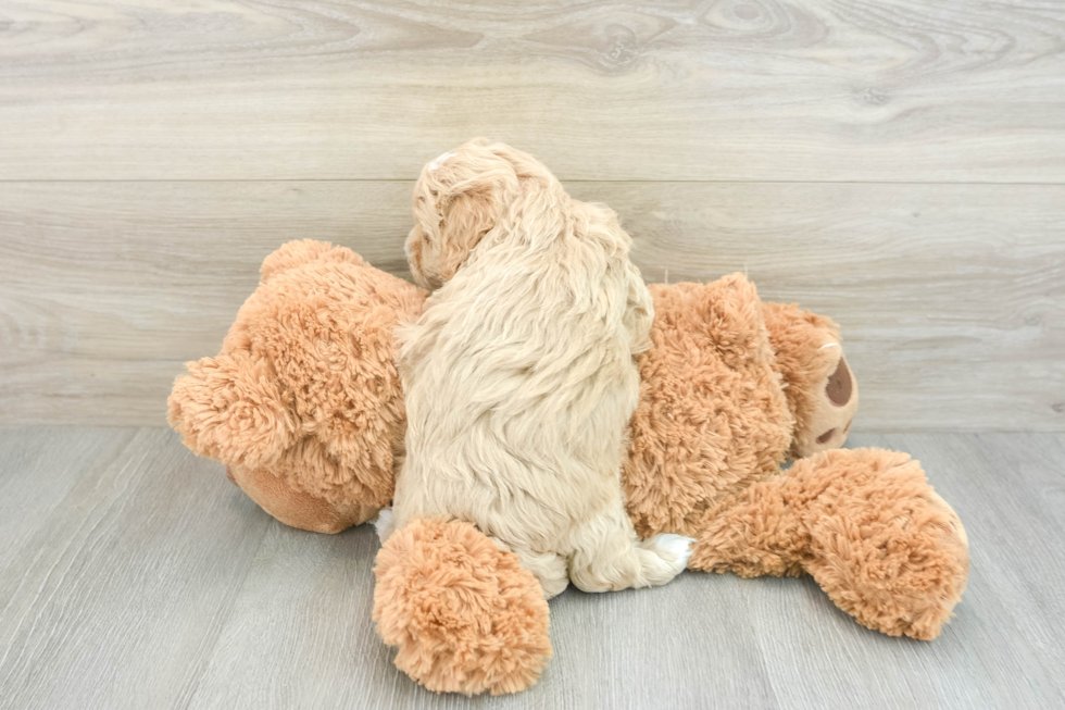 Maltipoo Pup Being Cute