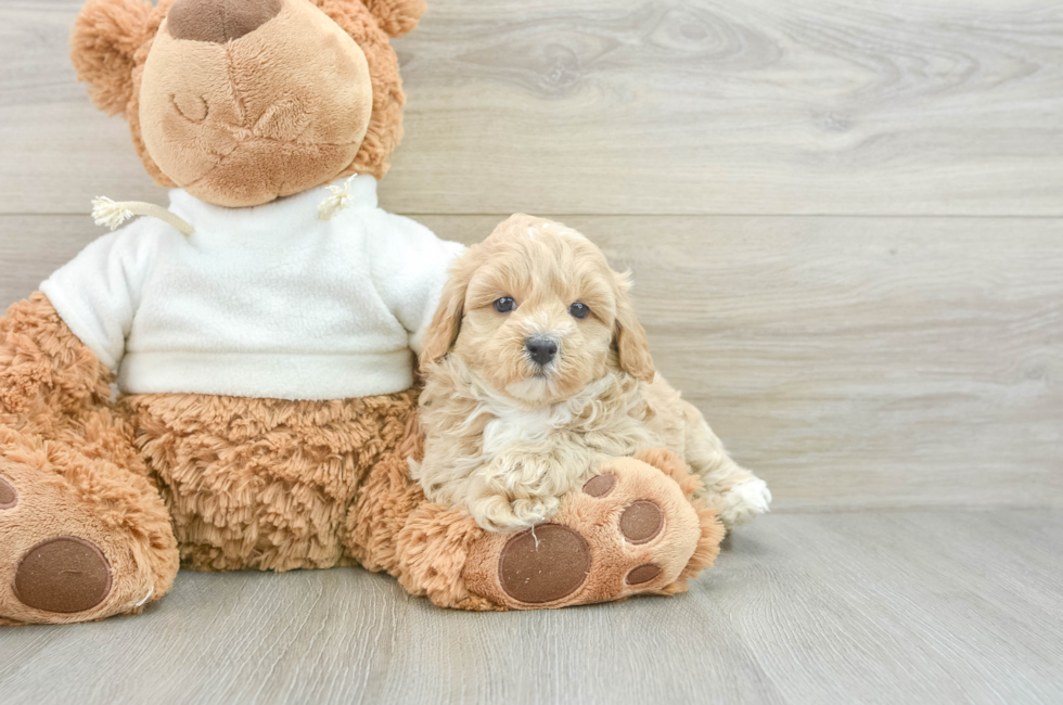 5 week old Maltipoo Puppy For Sale - Florida Fur Babies